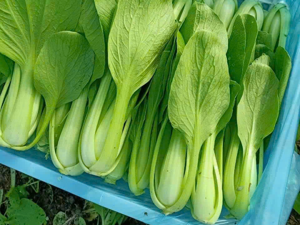 CÔNG TY TNHH THỰC PHẨM HAPPY FARM